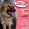 Campanha Adota-me - Ajude-nos a Ajudá-la