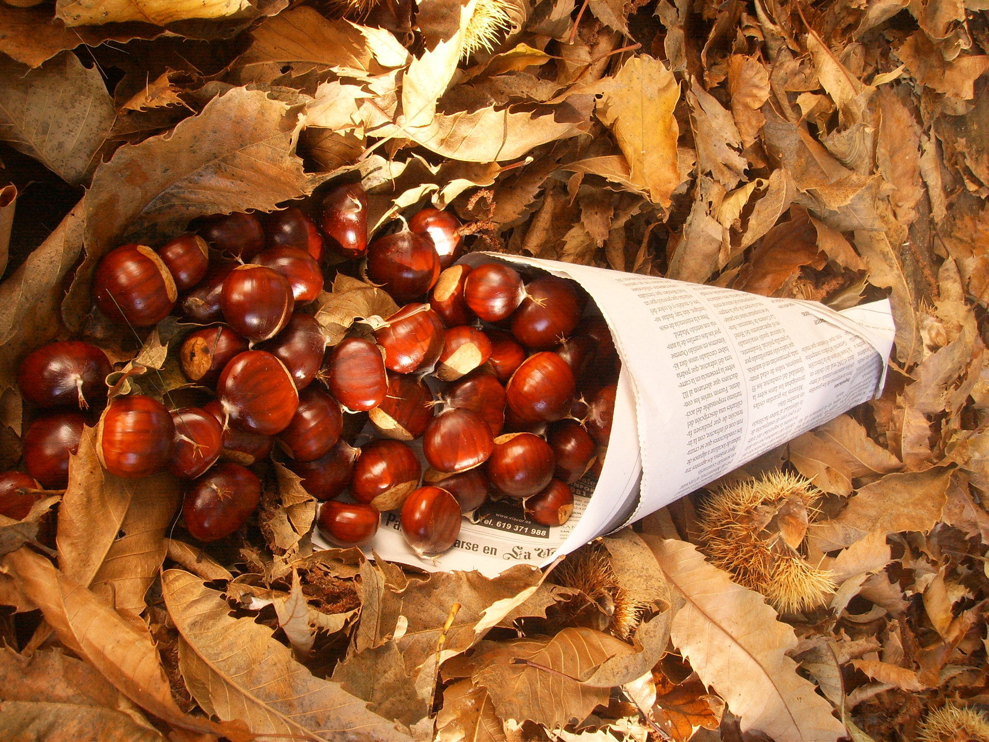 Cucurucho de castanhas Galicia