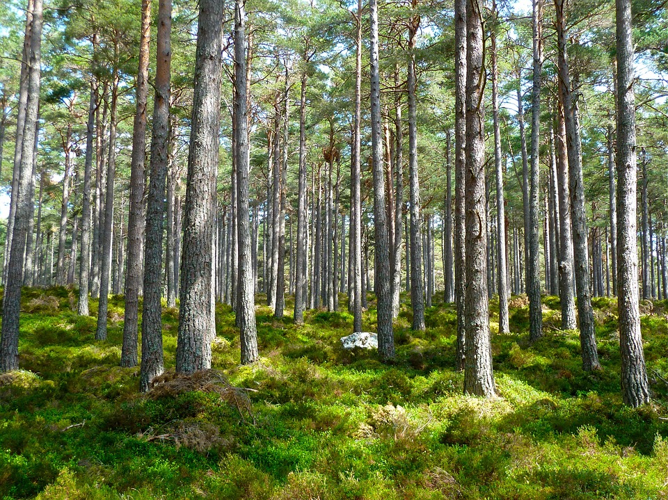 forest 272595 960 720