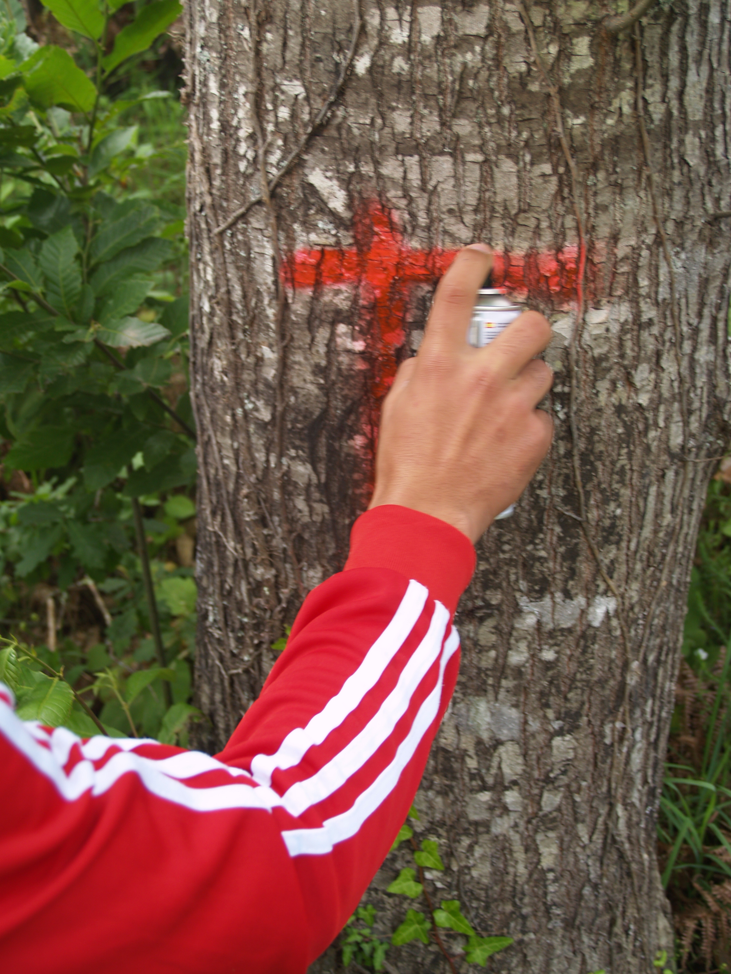 Identificação dos castanheiros onde foi feito o controlo biológico